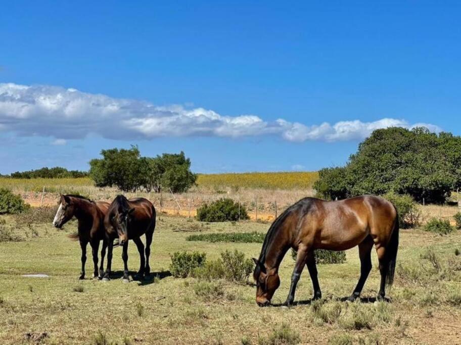 Heron Cottage - Living The Breede Malgas Zewnętrze zdjęcie